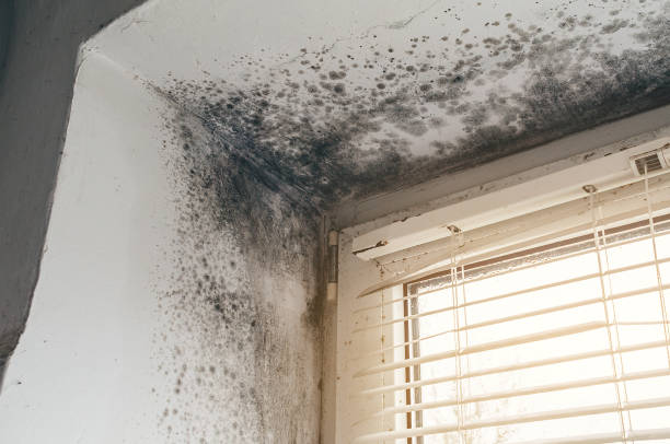 Affordable Black Mold Remediation solutions in Pottersdale, PA